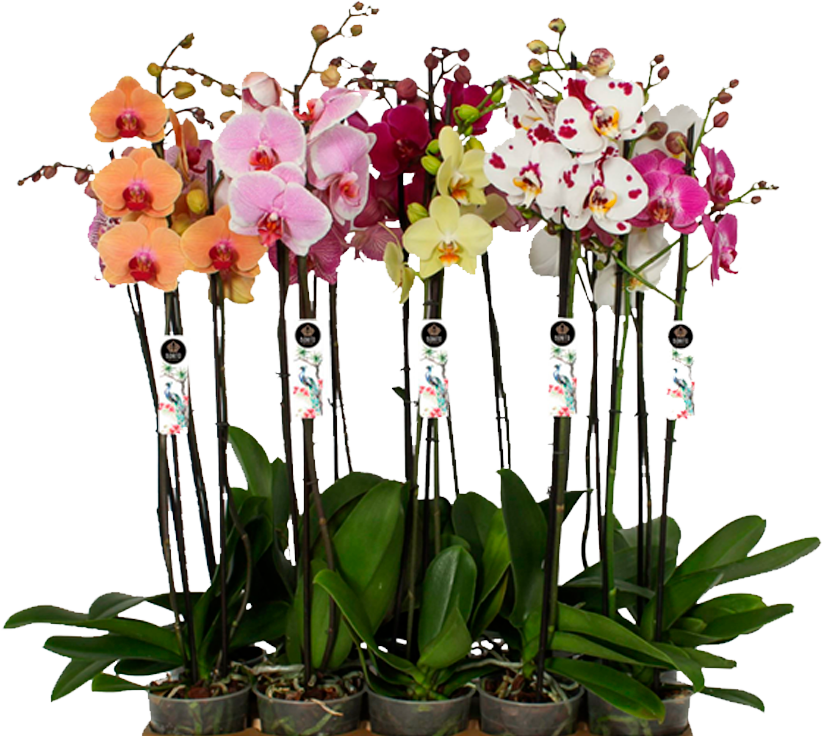 vivero-granada-floristeria-24h