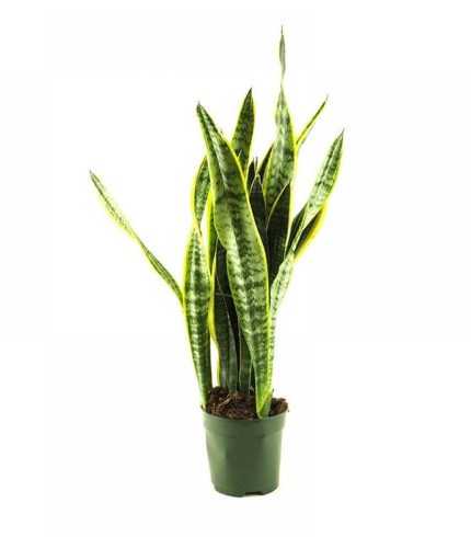 14-sansevieira-floristeria-24h-granada-pinos-puente