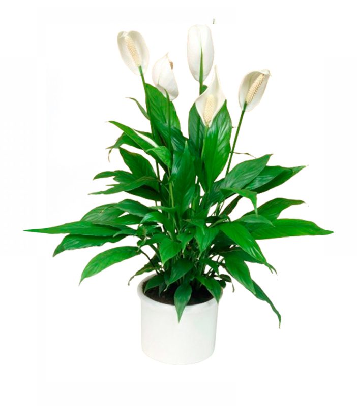 15-spathiphyllum-floristeria-24h-granada-pinos-puente