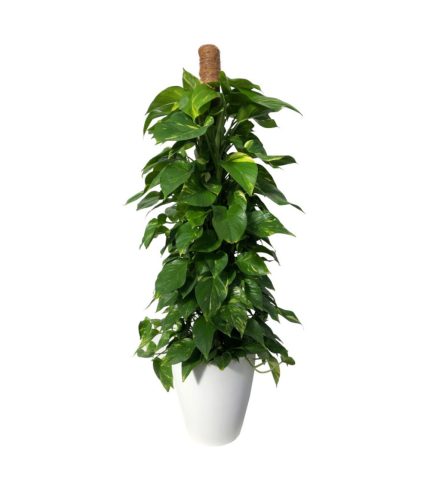 16-photo-tutor-floristeria-24h-granada-pinos-puente