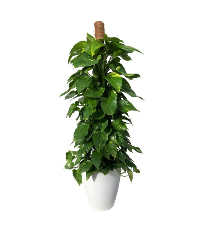 16-photo-tutor-floristeria-24h-granada-pinos-puente