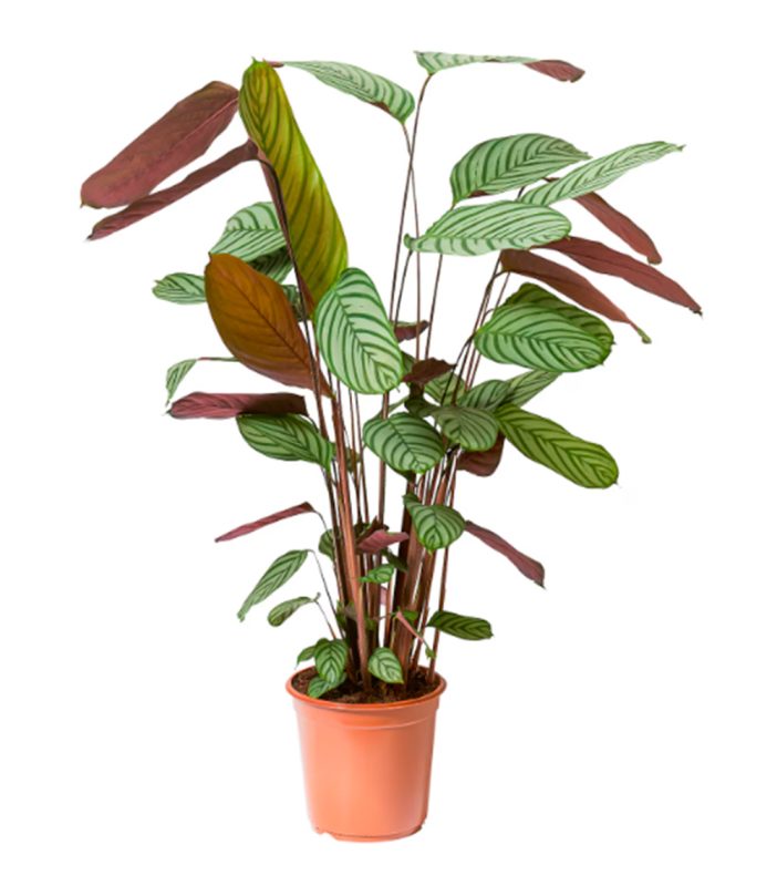 17-calathea-floristeria-24h-granada-pinos-puente