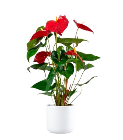 18-anthirium-roja-floristeria-24h-granada-pinos-puente