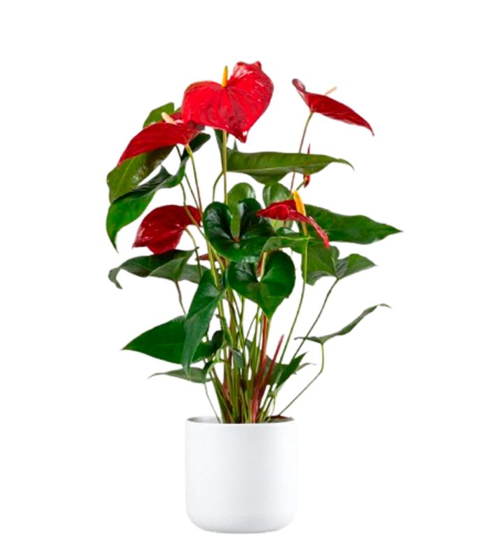 18-anthirium-roja-floristeria-24h-granada-pinos-puente