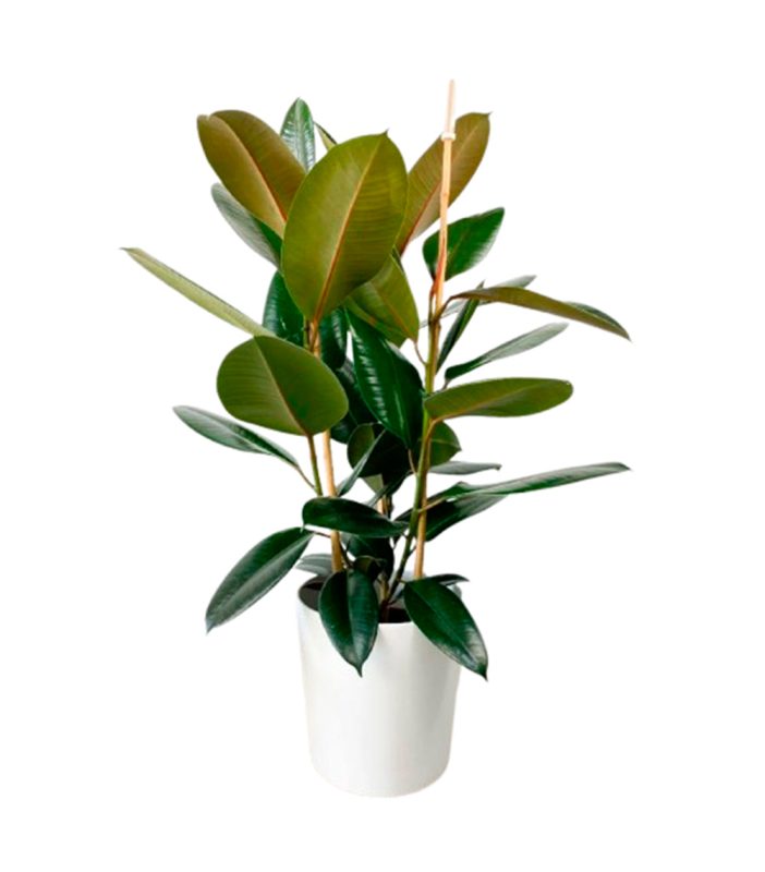 22-ficus-robusta-24h-granada-pinos-puente