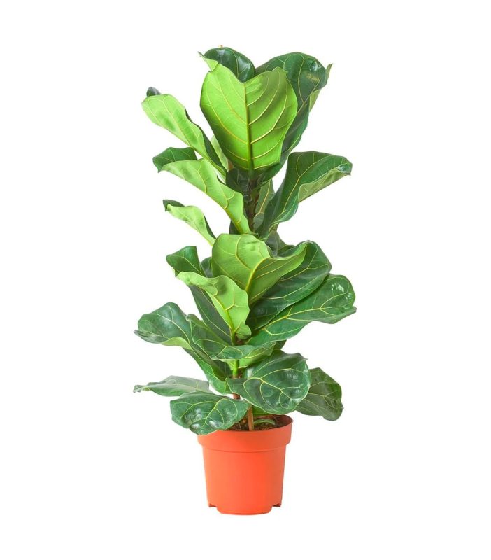 23-ficus-lyrata-24h-granada-pinos-puente