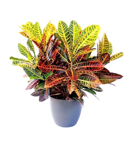 24-crotton-24h-granada-pinos-puente