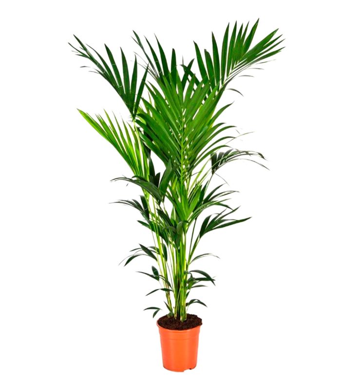 25-kentia-24h-granada-pinos-puente