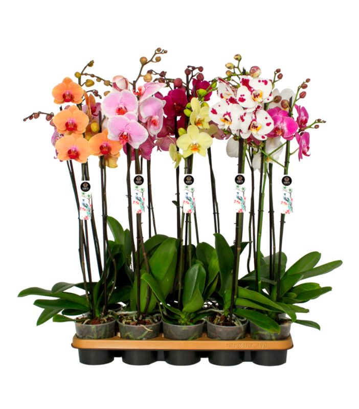 26-orquidea-24h-granada-pinos-puente