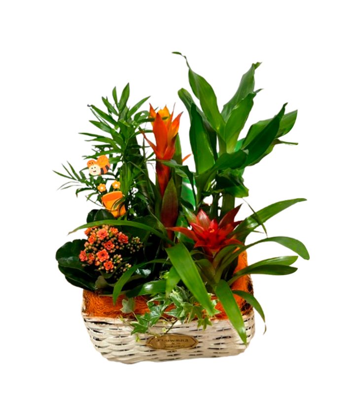 27-composicion-de-plantas-24h-granada-pinos-puente