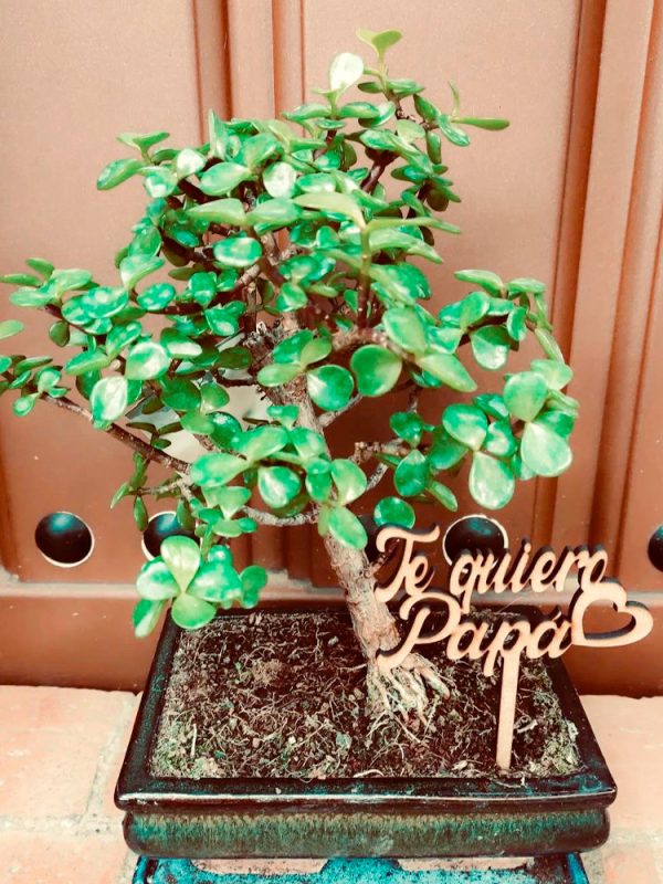 fechas-especiales-dia-del-padre-floristeria-granda-flor-regalo-puertas